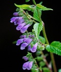 Scutellaria lateriflora L.