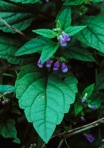 Scutellaria lateriflora L.
