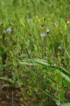 Scutellaria leonardii Epling
