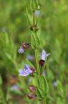 Scutellaria leonardii Epling