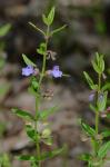 Scutellaria leonardii Epling