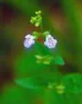 Scutellaria nervosa Pursh