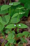 Scutellaria nervosa Pursh