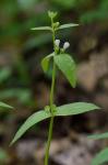 Scutellaria nervosa Pursh