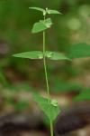 Scutellaria nervosa Pursh