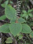 Scutellaria ovata Hill ssp. ovata