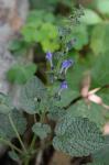 Scutellaria ovata Hill ssp. rugosa (A. Wood) Epling