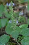 Scutellaria ovata Hill ssp. rugosa (A. Wood) Epling
