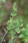 Scutellaria parvula Michaux