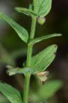 Scutellaria parvula Michaux