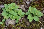 Scutellaria parvula Michaux