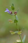 Scutellaria parvula Michaux