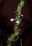 Scutellaria leonardii Epling