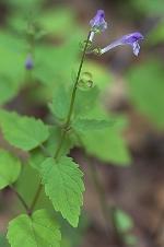 Scutellaria saxatilis Riddell