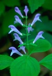 Scutellaria serrata Andr.