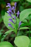Scutellaria serrata Andr.