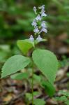 Scutellaria serrata Andr.