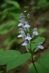 Scutellaria serrata Andr.