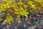 Sedum acre L.