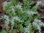 Sedum glaucophyllum  Clausen