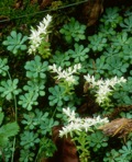 Sedum glaucophyllum  Clausen