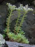 Sedum glaucophyllum  Clausen