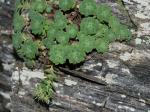 Sedum glaucophyllum  Clausen