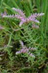 Sedum pulchellum Michx.