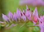 Sedum pulchellum Michx.