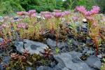 Sedum pulchellum Michx.