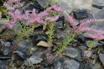Sedum pulchellum Michx.