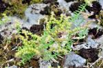 Sedum pulchellum Michx.