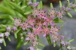 Sedum pulchellum Michx.