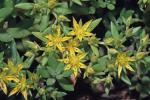 Sedum sarmentosum Bunge