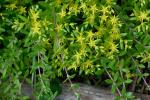 Sedum sarmentosum Bunge