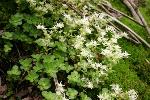Sedum ternatum Michx.