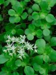 Sedum ternatum Michx.