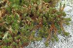 Selaginella rupestris (L.) Spring