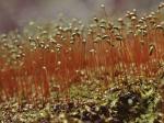 Sematophyllum demissum (Wilson) Mitt.