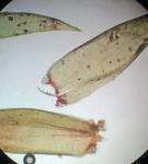 Sematophyllum demissum (Wilson) Mitt.