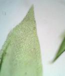 Sematophyllum demissum (Wilson) Mitt.