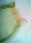 Sematophyllum demissum (Wilson) Mitt.
