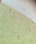 Sematophyllum demissum (Wilson) Mitt.