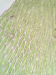 Sematophyllum demissum (Wilson) Mitt.