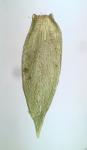 Sematophyllum demissum (Wilson) Mitt.