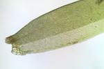 Sematophyllum marylandicum (Müll. Hal.) E. Britton
