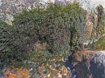 Sematophyllum marylandicum (Müll. Hal.) E. Britton