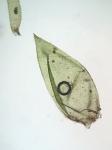 Sematophyllum marylandicum (Müll. Hal.) E. Britton