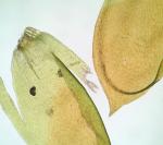 Sematophyllum marylandicum (Müll. Hal.) E. Britton