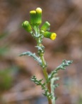 Senecio vulgaris L.